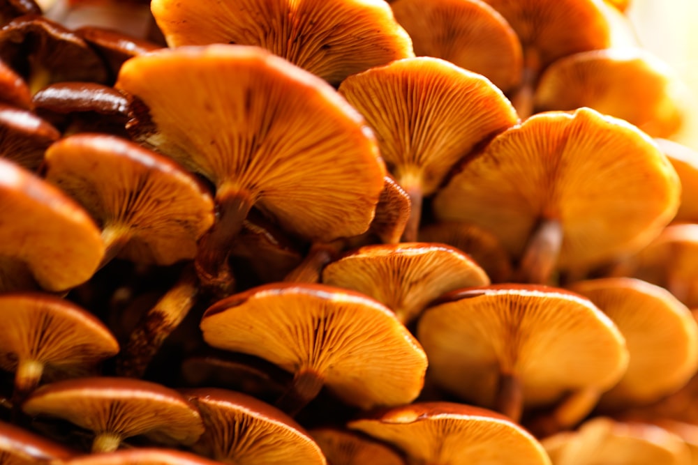 stack of brown mushrooms
