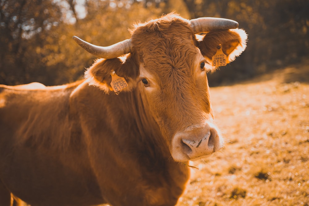 selective focus photo of cattle