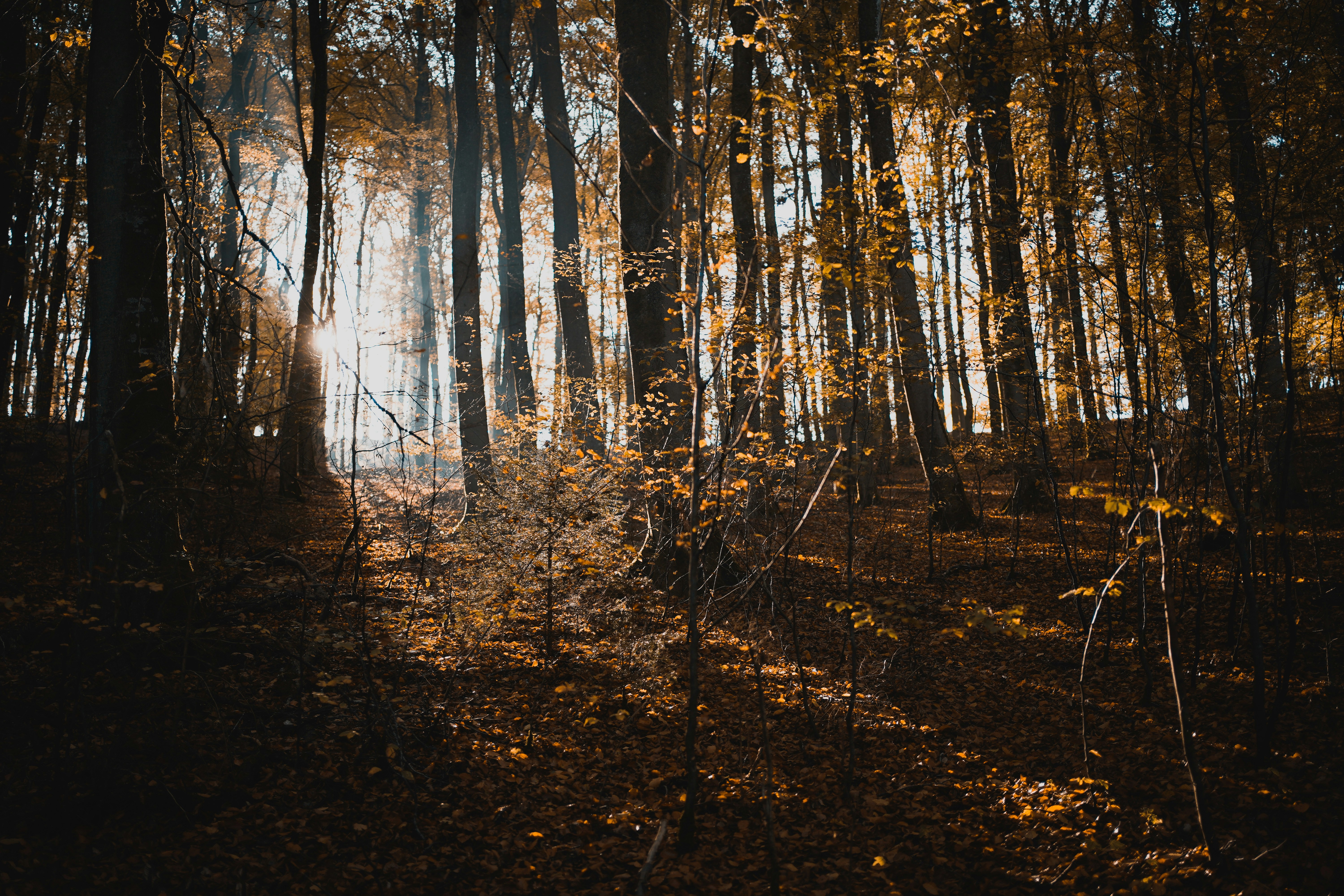 Photo by michelstock