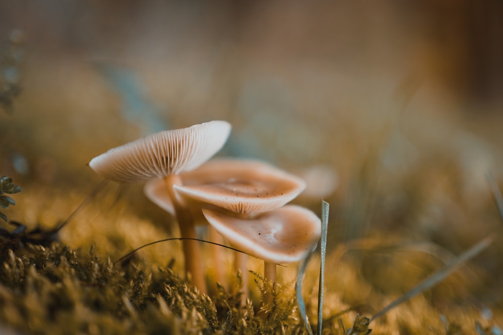 brown mushrooms