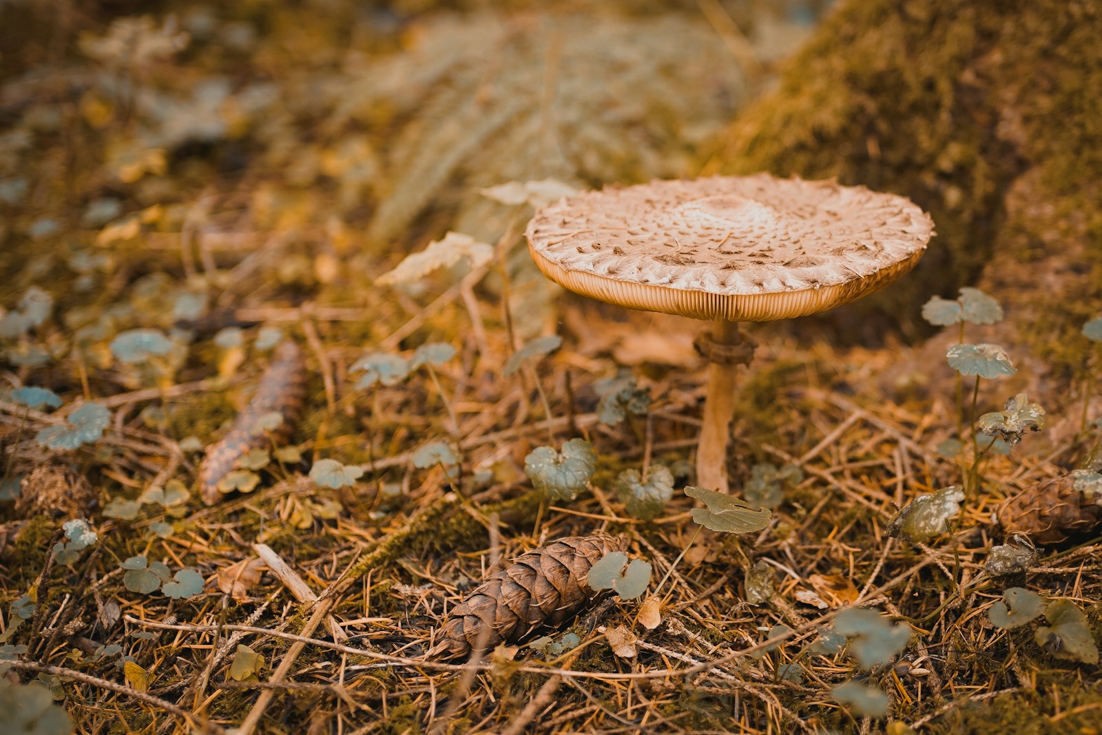 Sony a7 III + Sony FE 35mm F1.8 sample photo. Beige mushroom photography