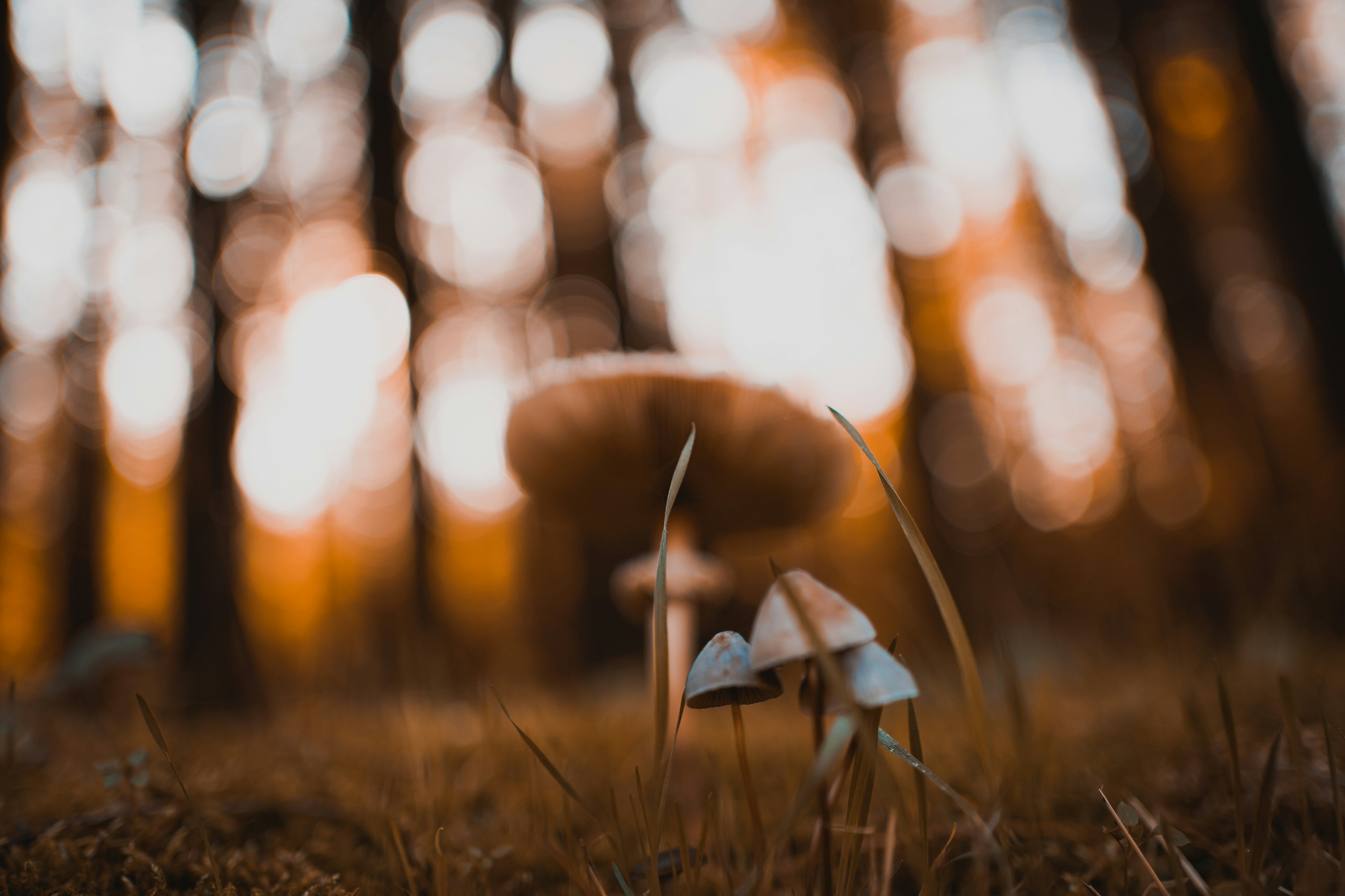 Photo by michelstock