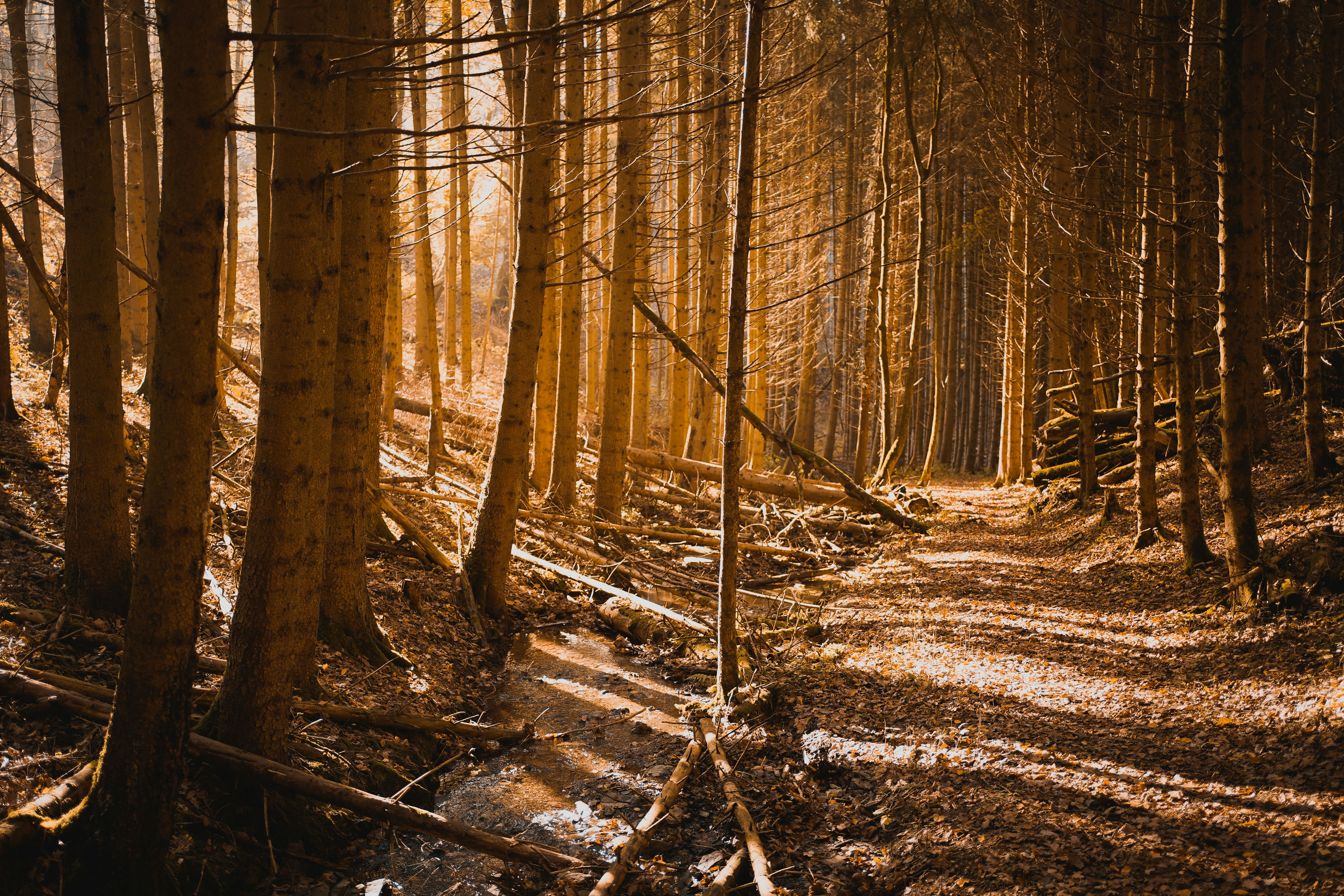 Photo by michelstock