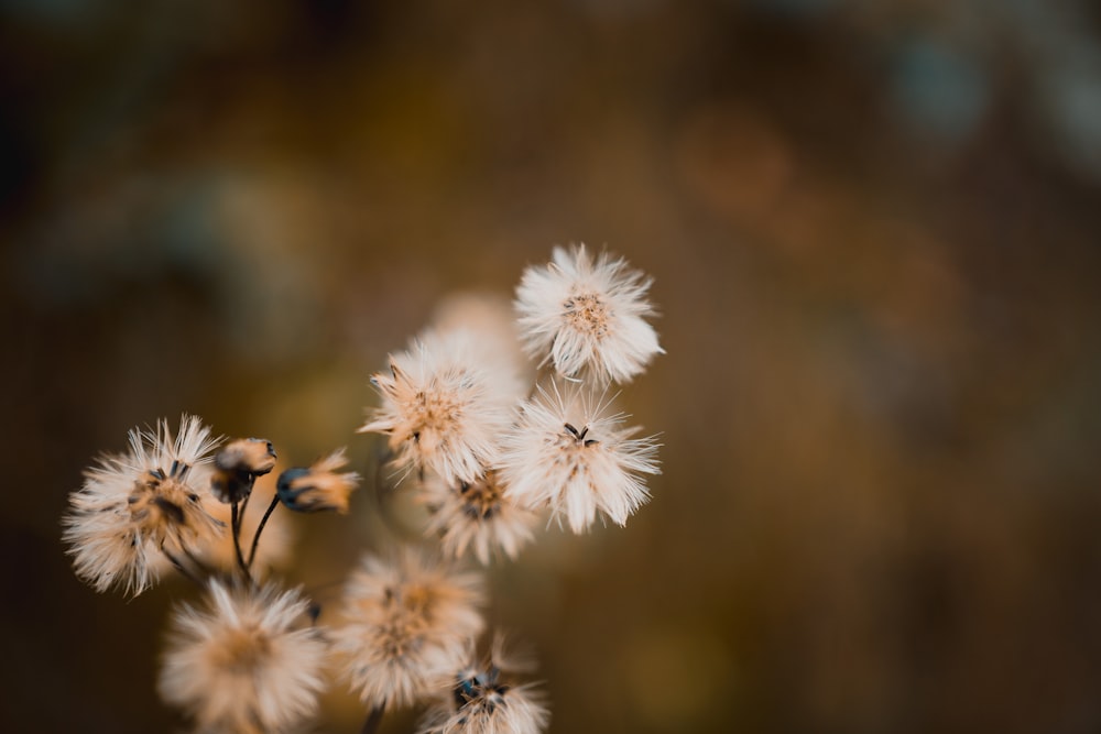 selective focus photography of dandelion