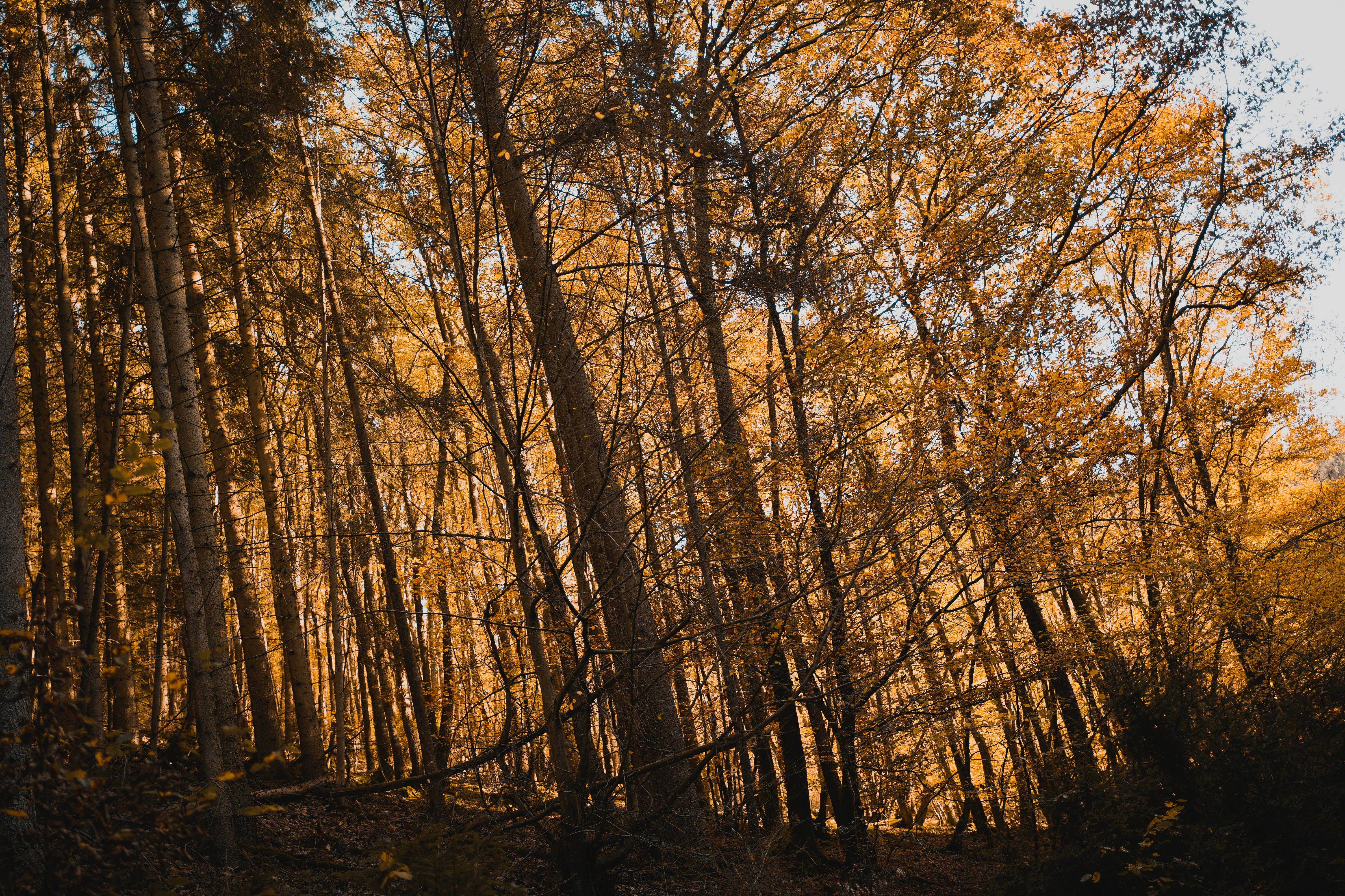 Photo by michelstock