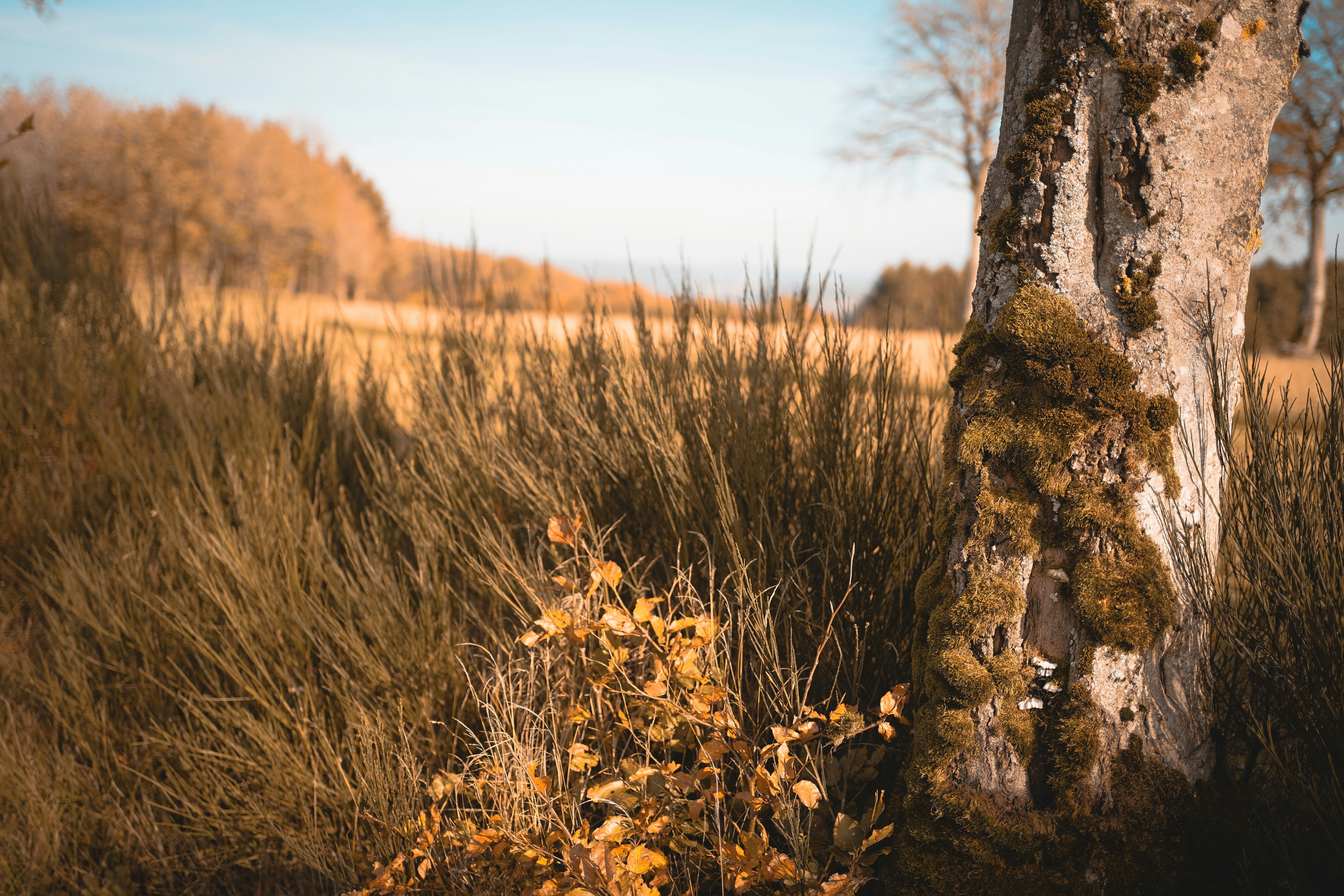 Photo by michelstock