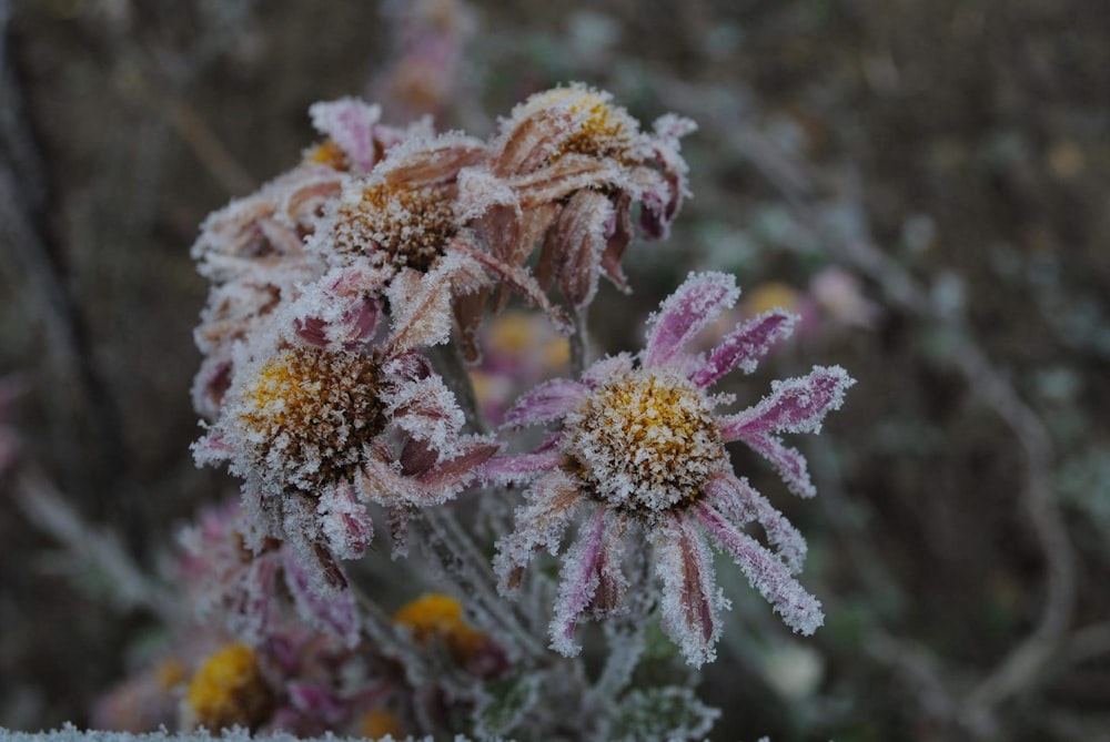 brown and purple-petaled flowers