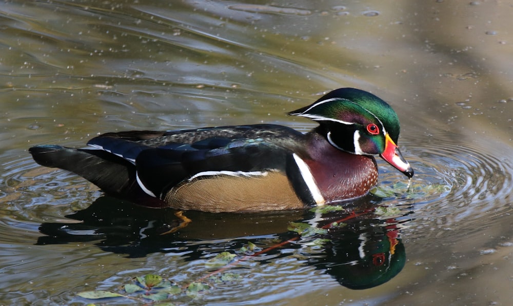 Photographie sélective de canard noir et brun sur plan d’eau pendant la journée