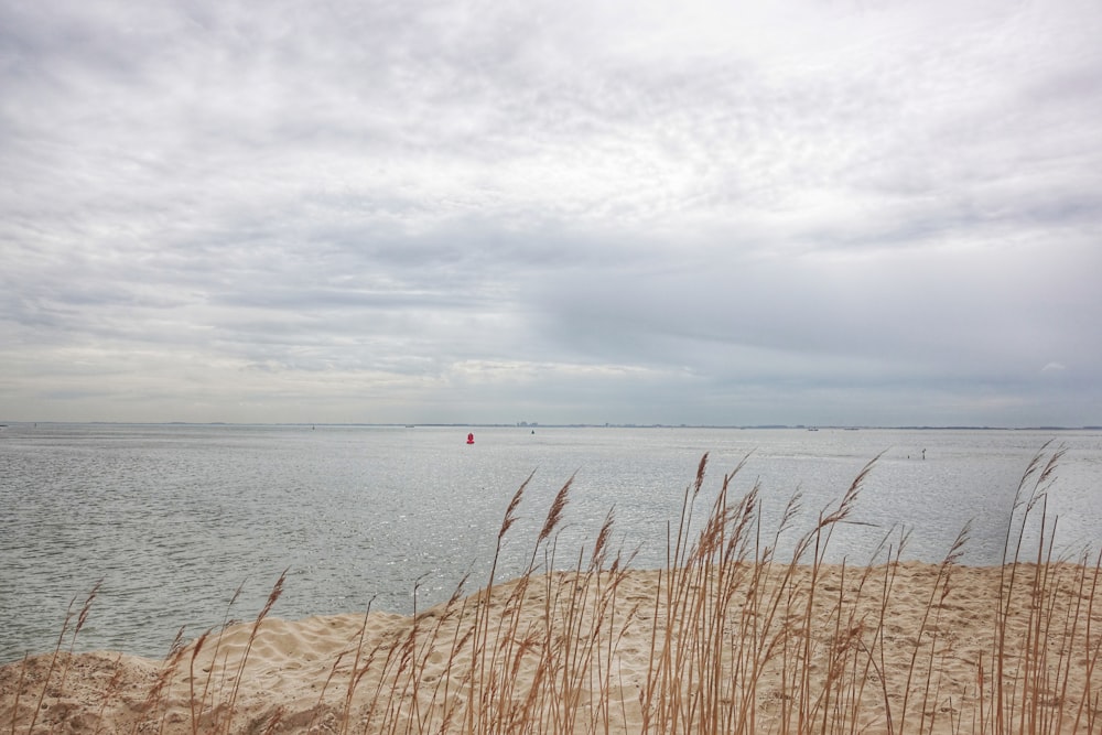 brown plants beside body of water under cloudy sky