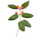 green winterberry plant