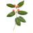 green winterberry plant
