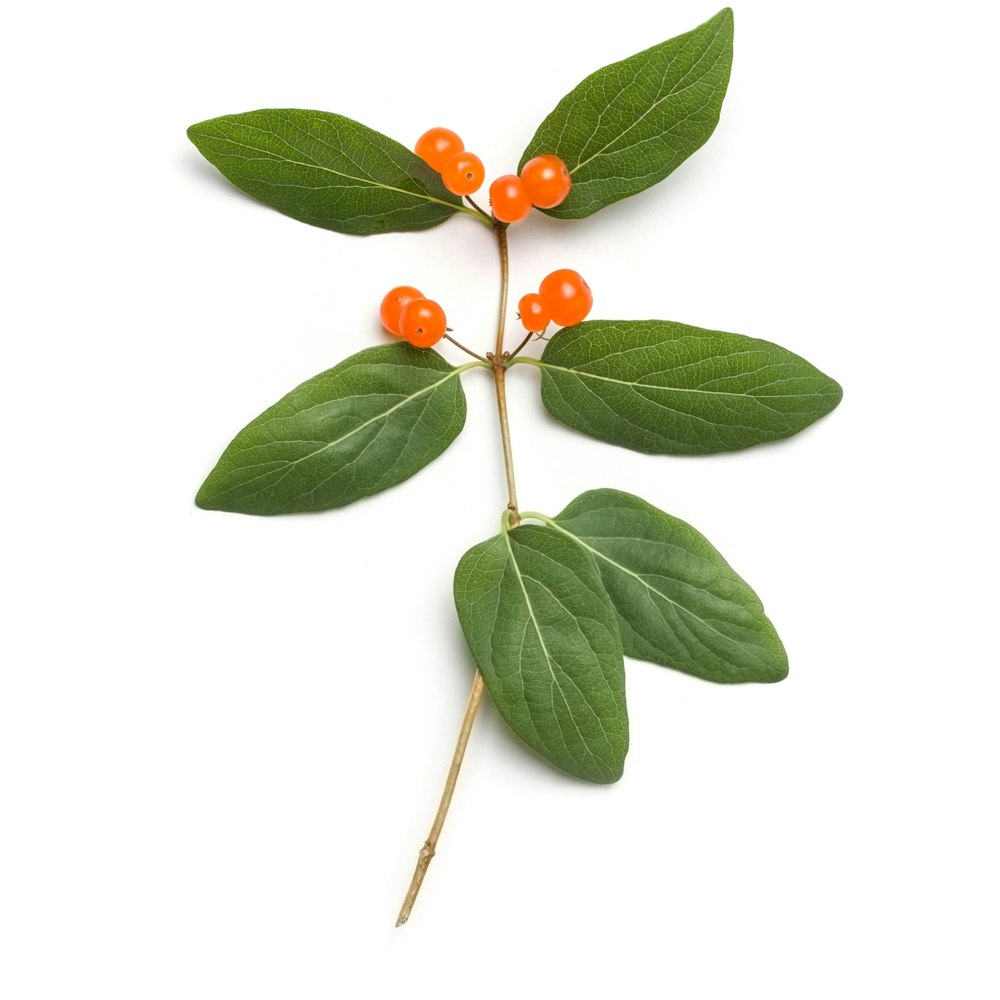 green winterberry plant