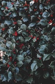 holly with berries - Link to December Newsletter