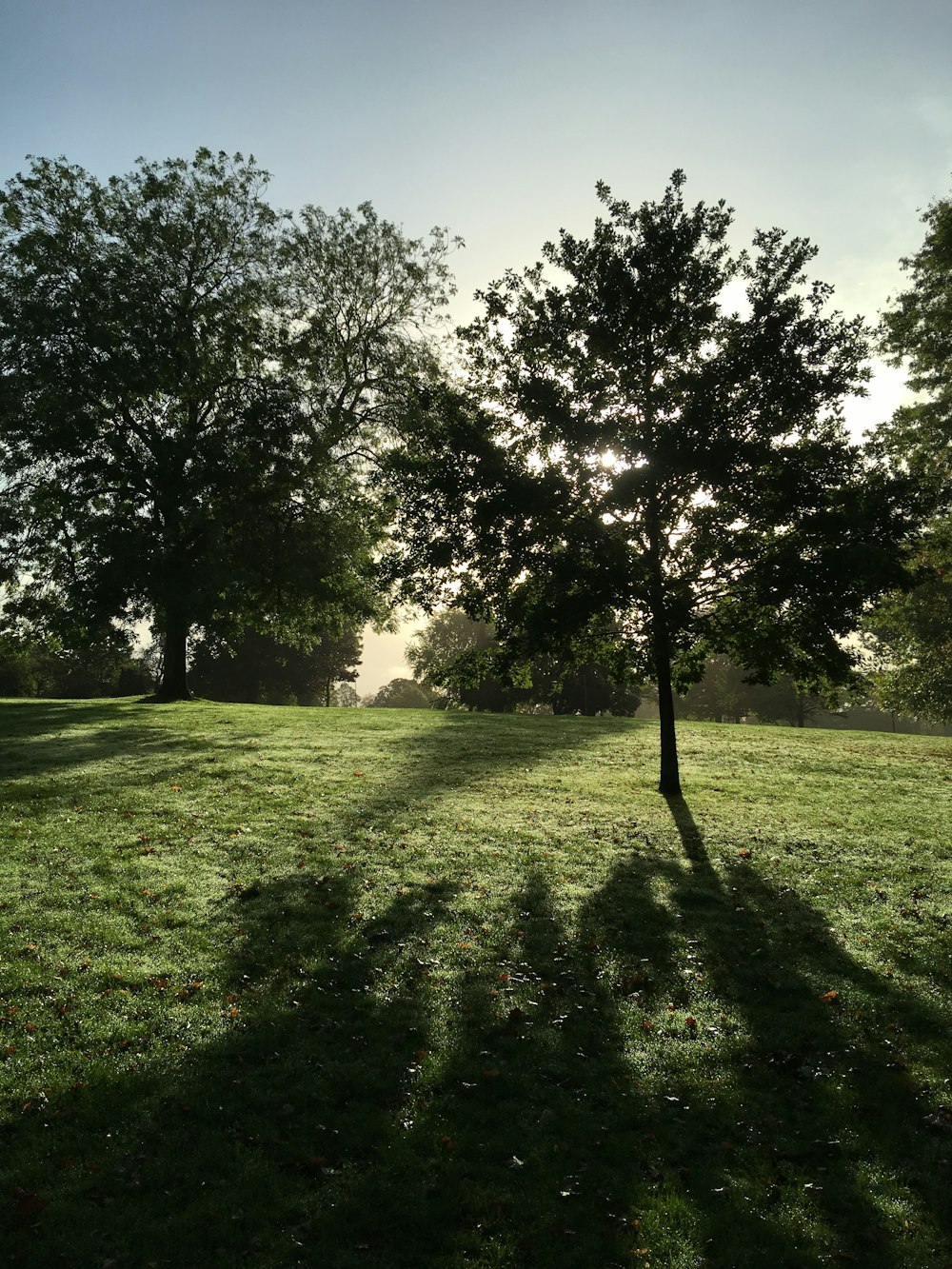 green trees during daytime