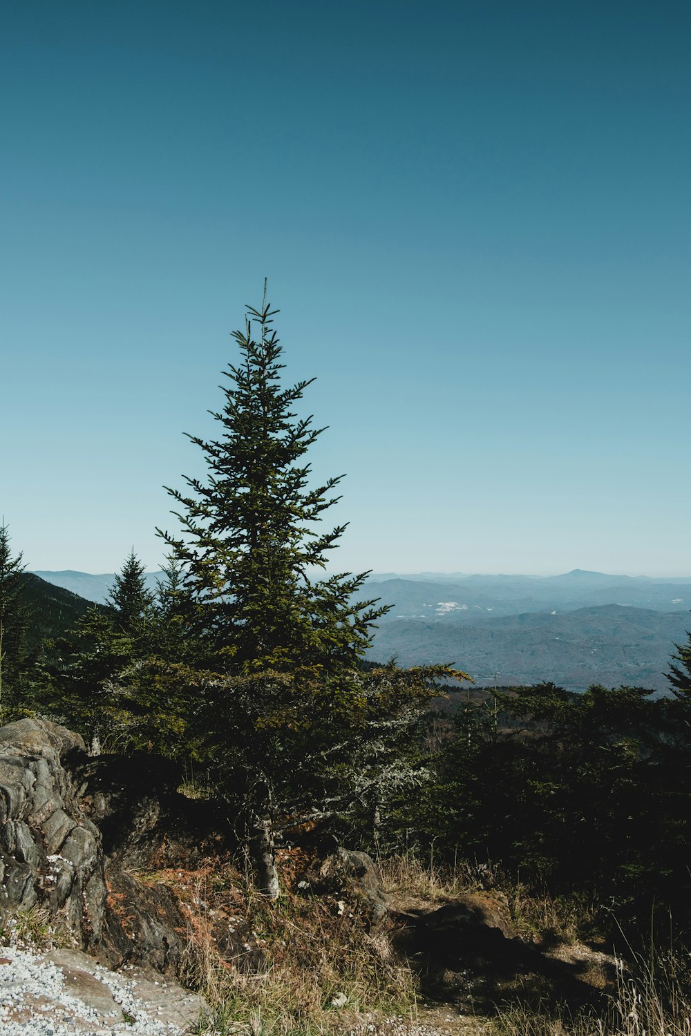 green-leafed tree