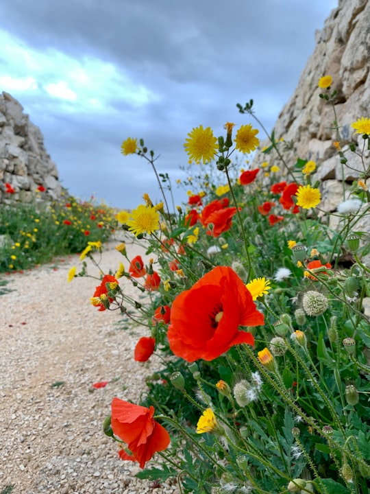 bed of red and yellow flowers in Barletta-Andria-Trani Italy