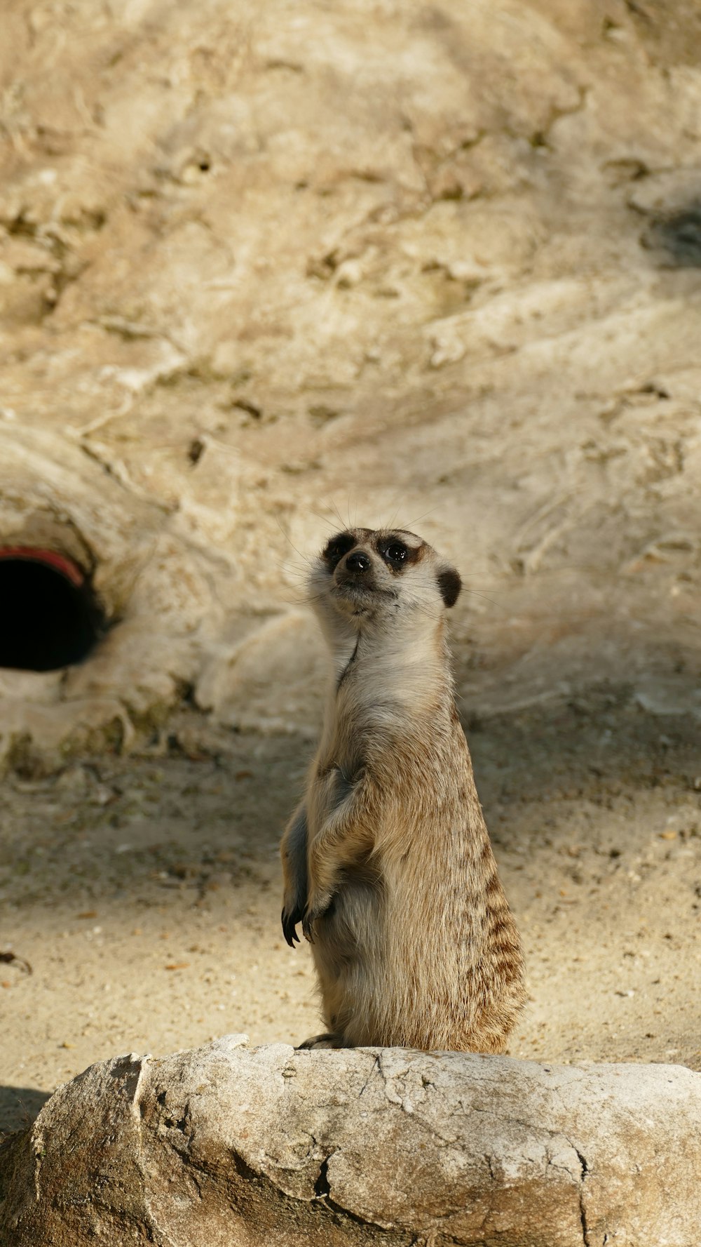 standing gray meerkat on rock