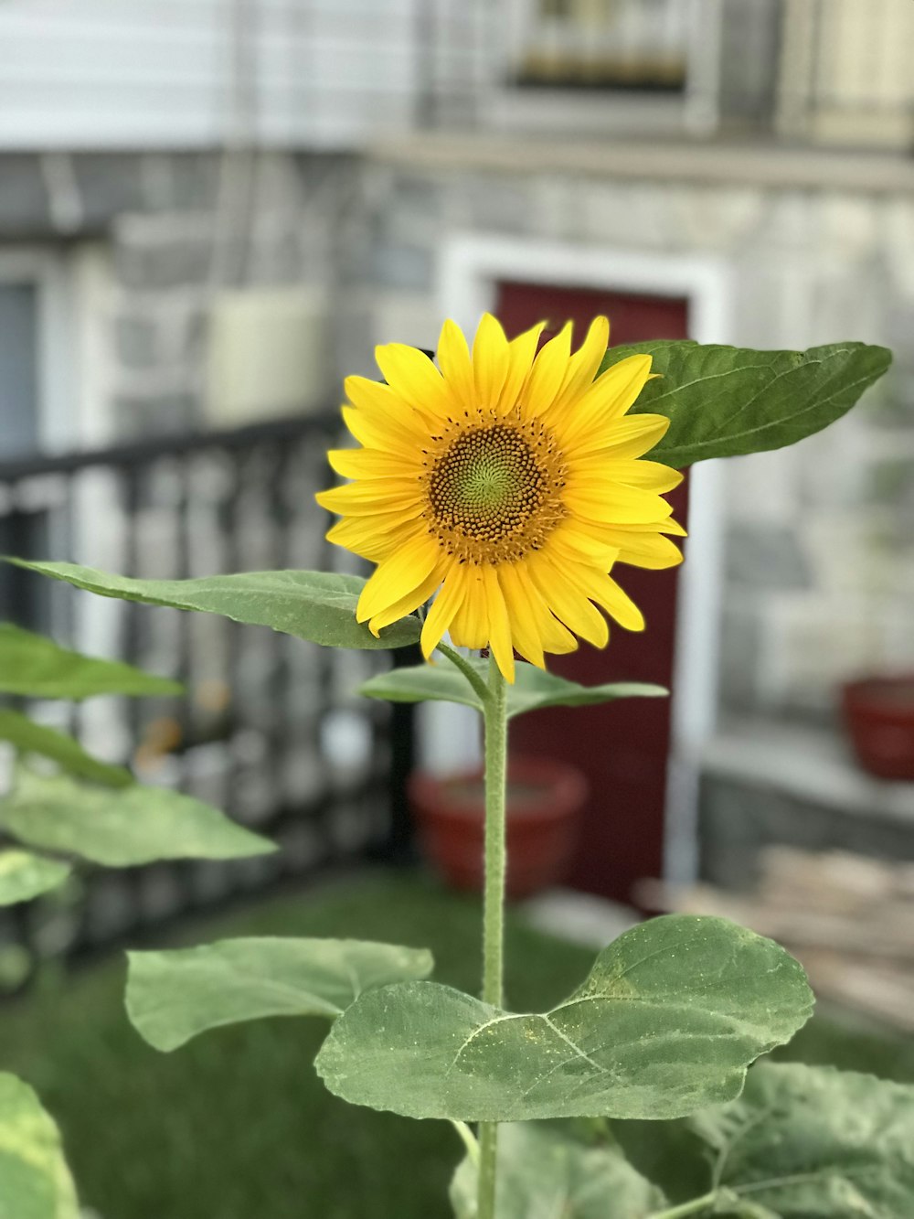 selective focus photography of yellow gerbera flower during daytime