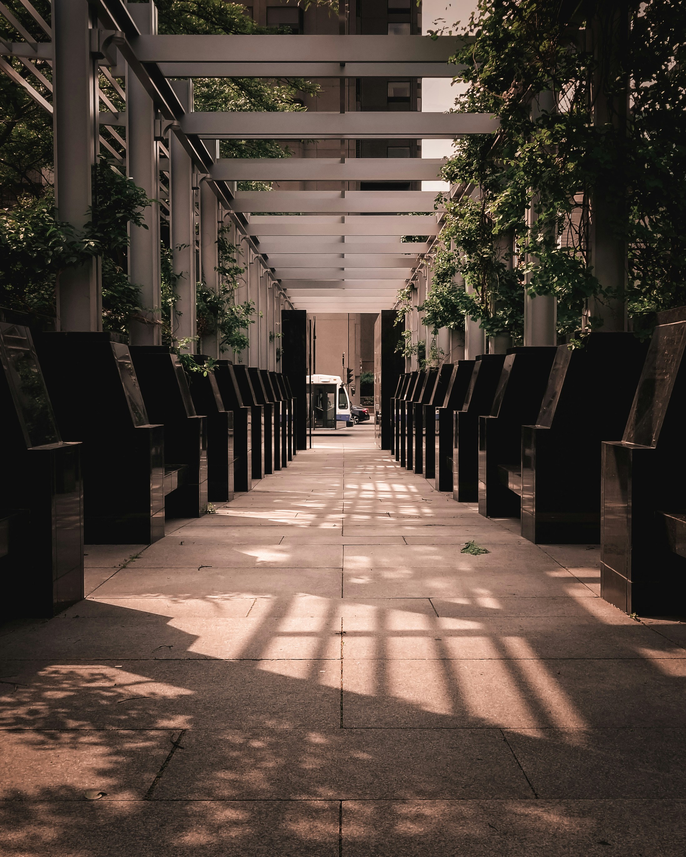 pathway between green trees during daytime