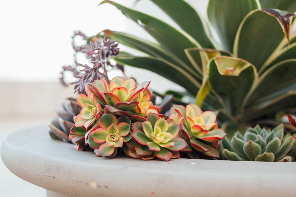 selective focus photography of green and brown succulents