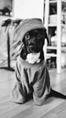 grayscale photography of dog sitting indoors