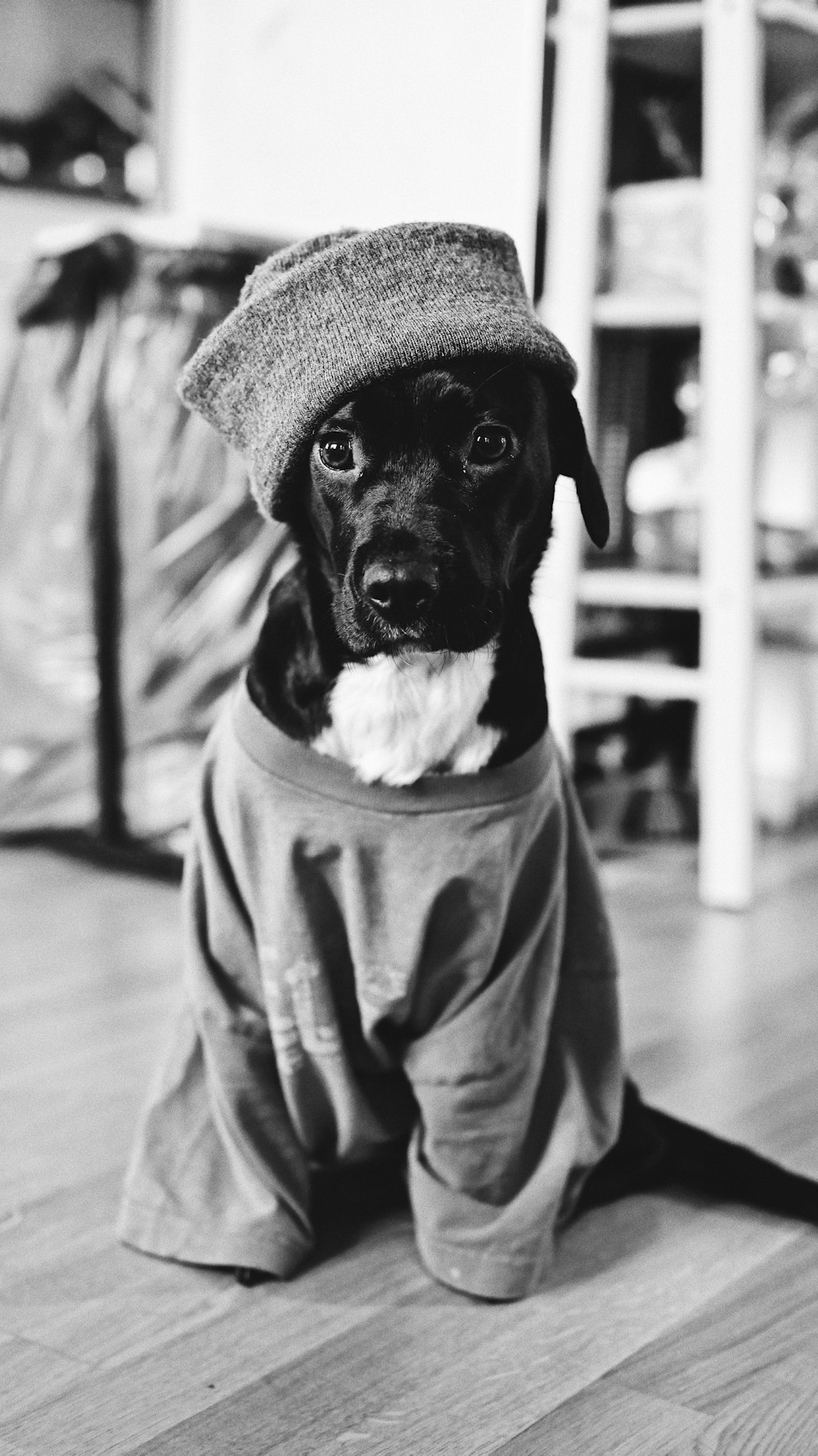 grayscale photography of dog sitting indoors