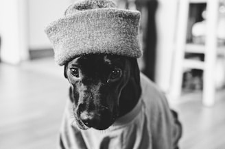 A black dog is dressed in a cozy sweater and a woolen hat, creating a charming and endearing look. The image is captured in black and white, emphasizing the dog's expressive eyes and textured clothing. The background is softly blurred, keeping the focus on the dog.