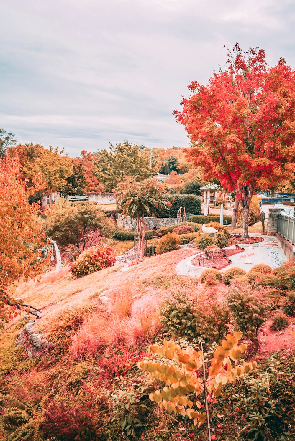 red leafed tree