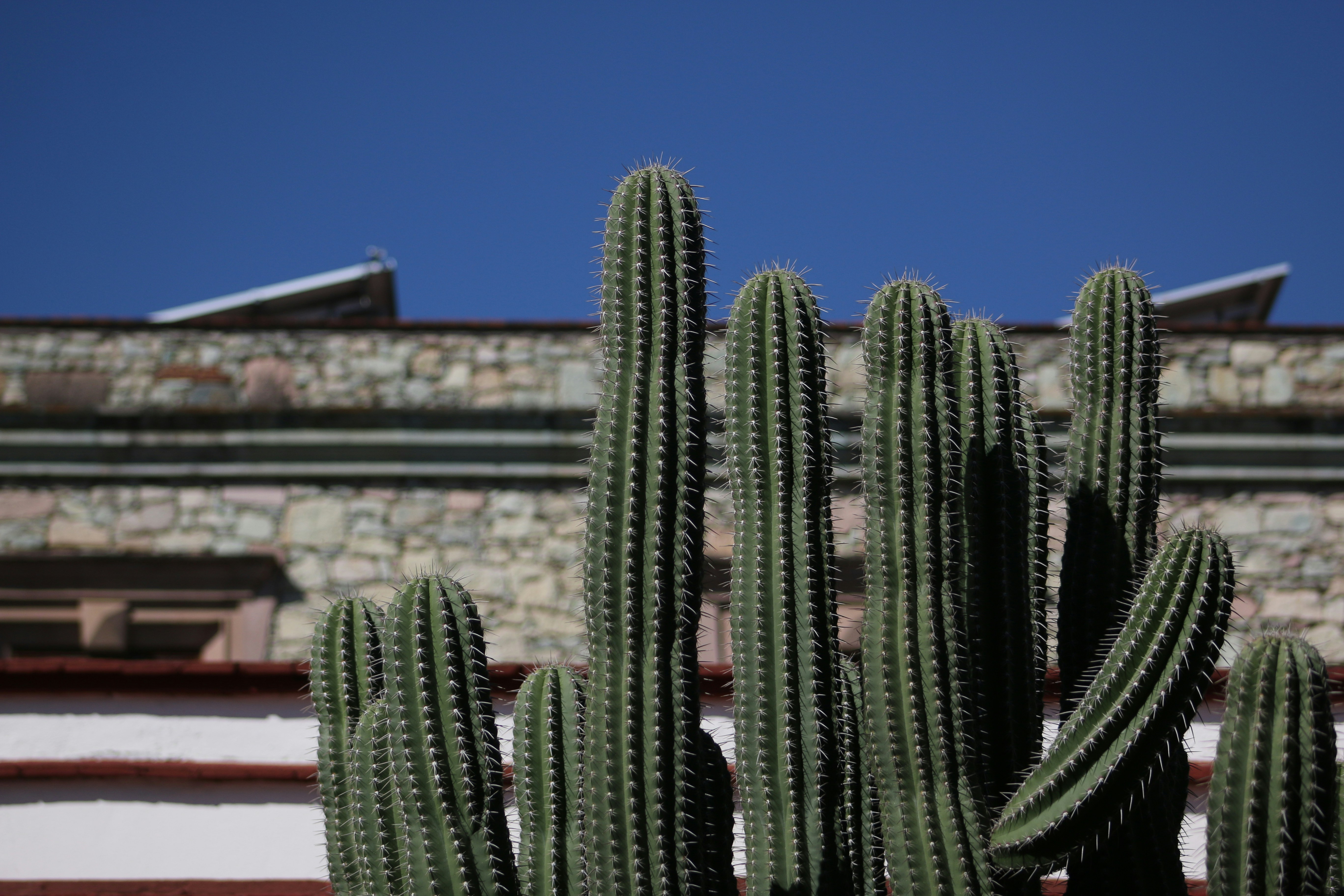Green cacti typical of the vegetation in the arid regions of Mexico