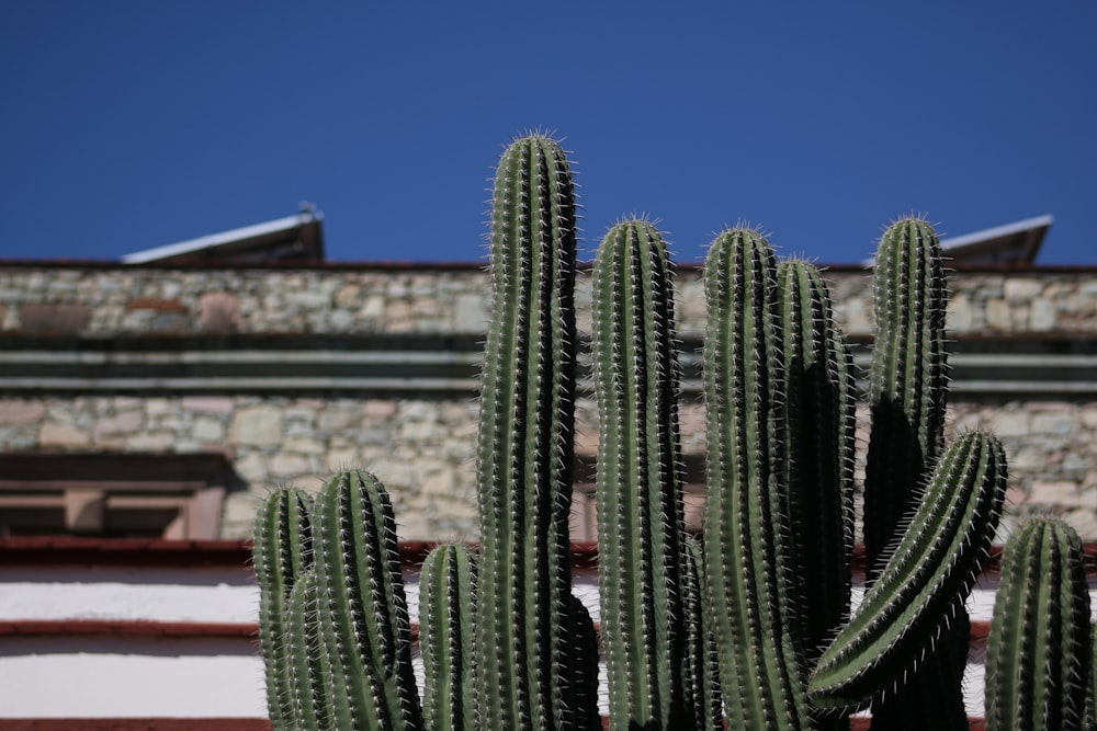 plainas de cactos verdes