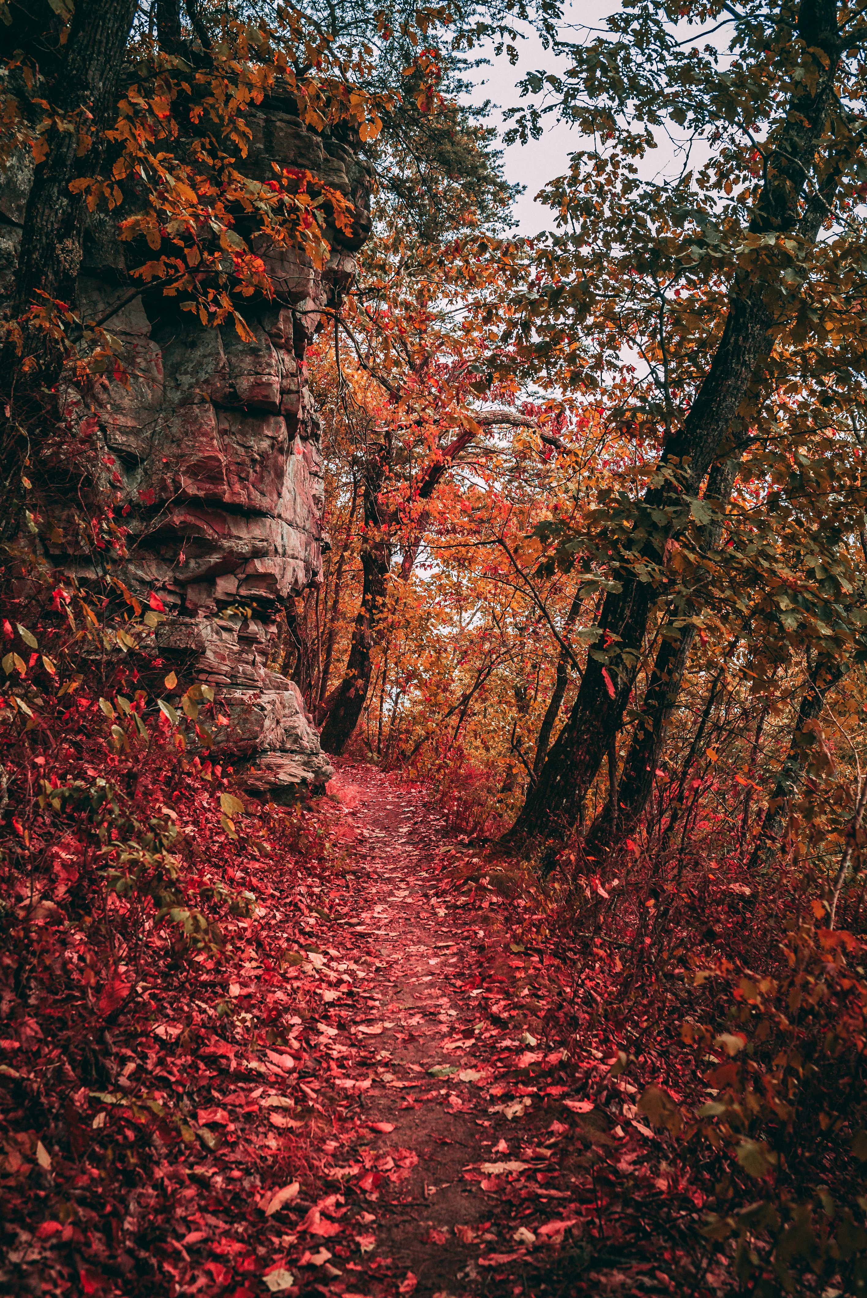 trail surrounded with trees and grass