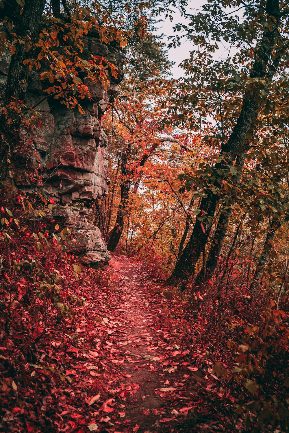 trail surrounded with trees and grass