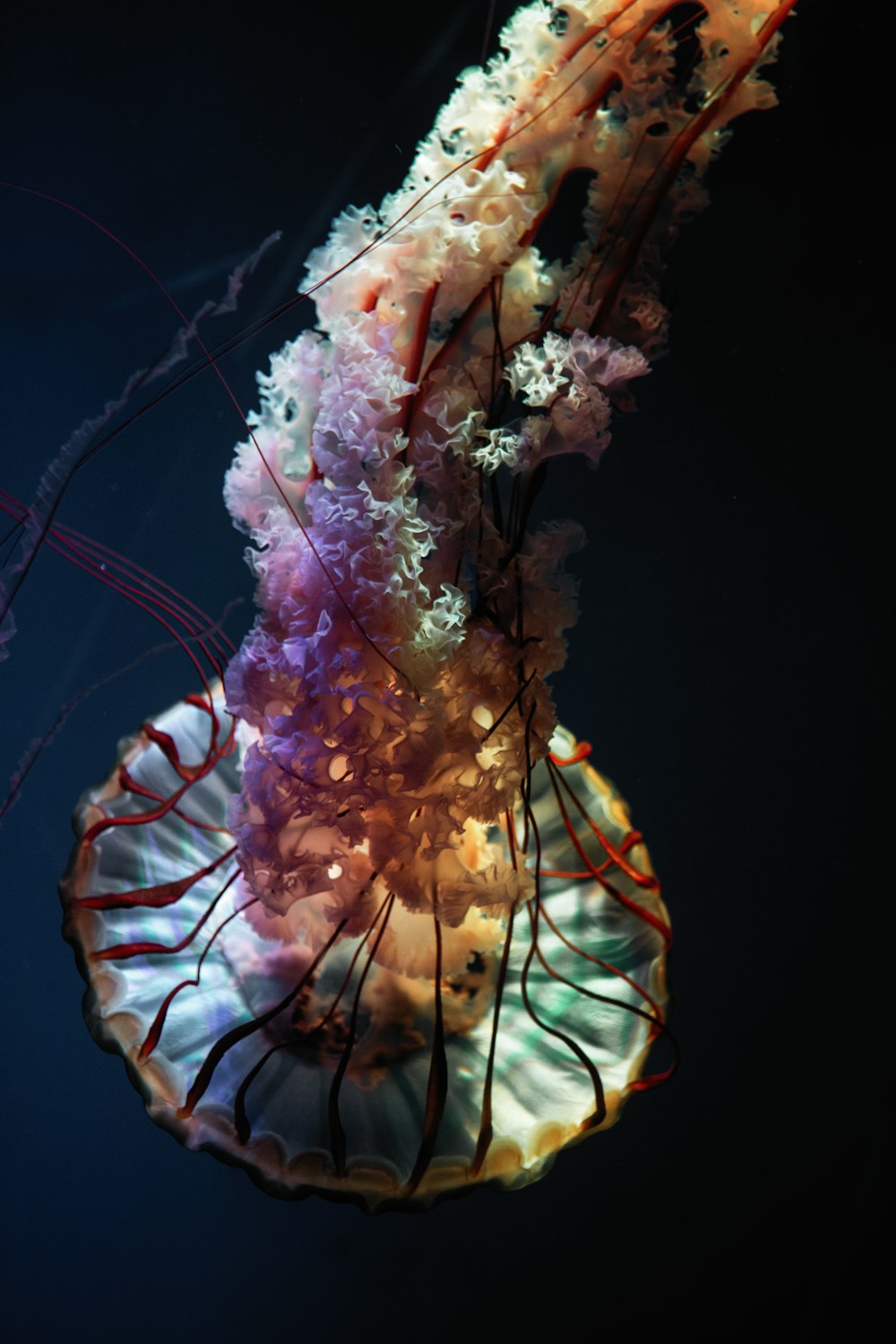 red and multicolored jellyfish