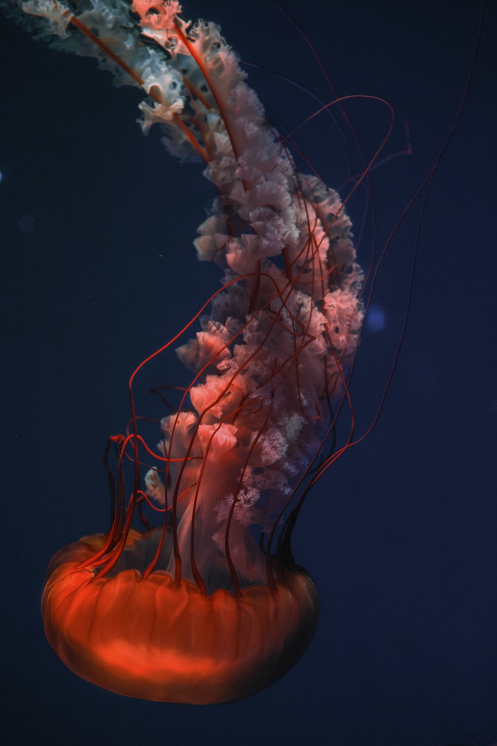 jellyfish under water