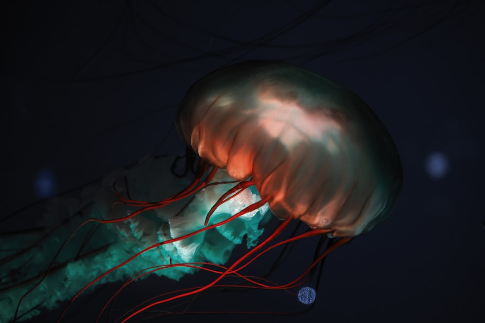 brown and green jellyfish
