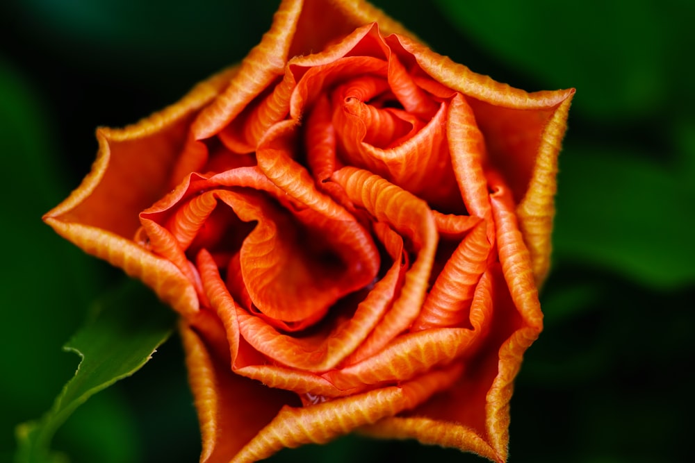 red-petaled flower