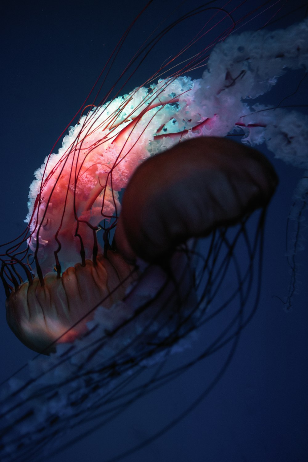 méduse brune