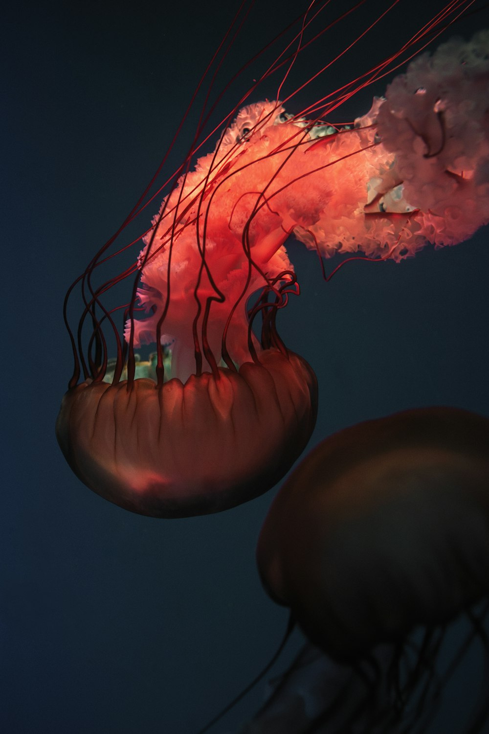 red and white jellyfish