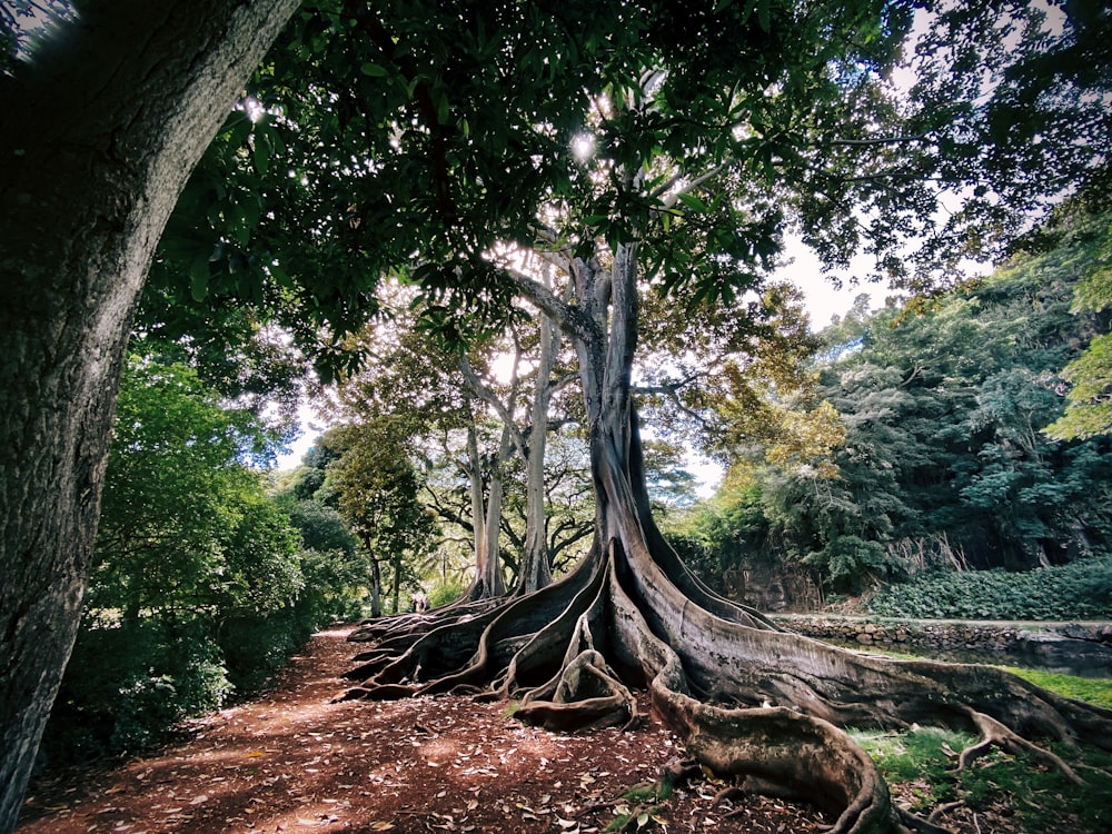 árbol verde