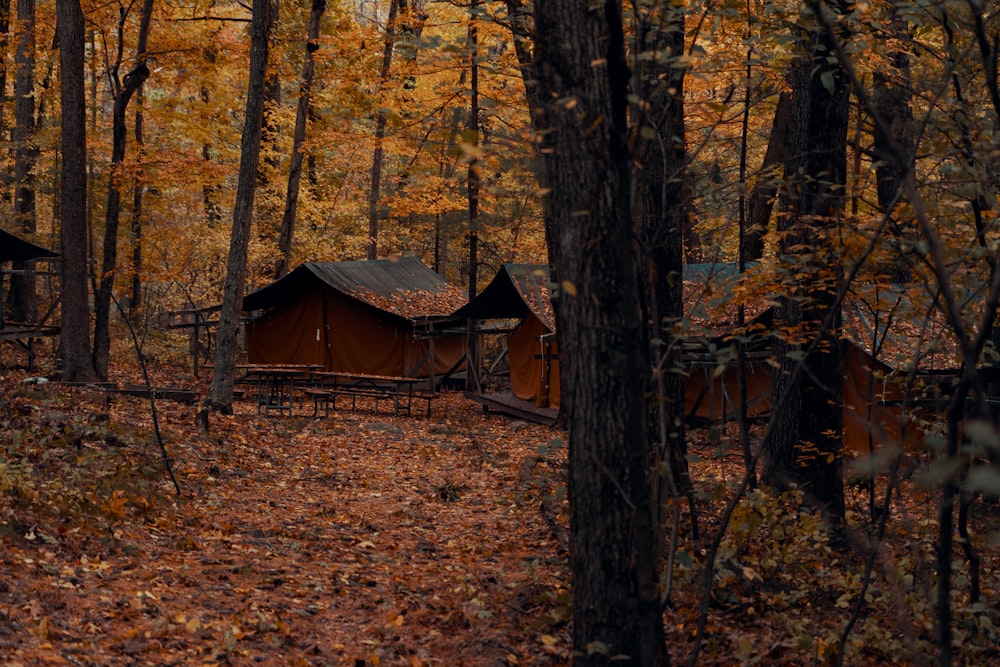 cabin near brown trees