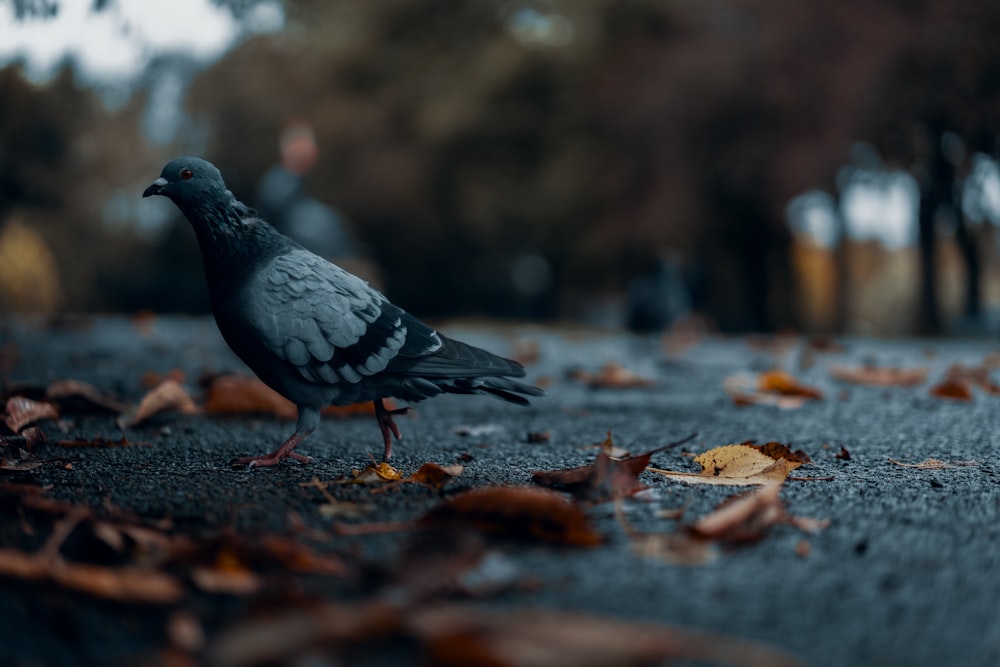 pigeon on road
