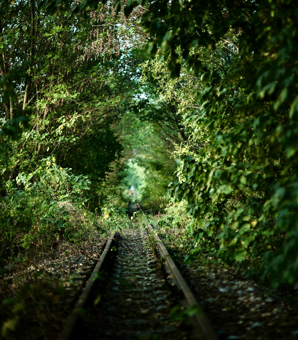 shallow focus photo of green plants