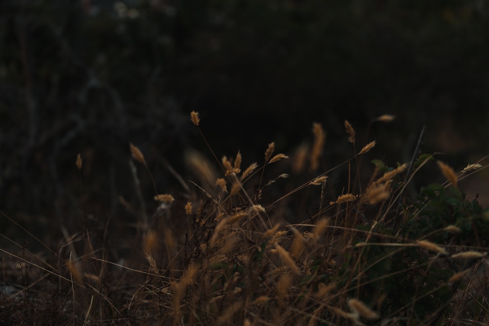 shallow focus photo of brown grass