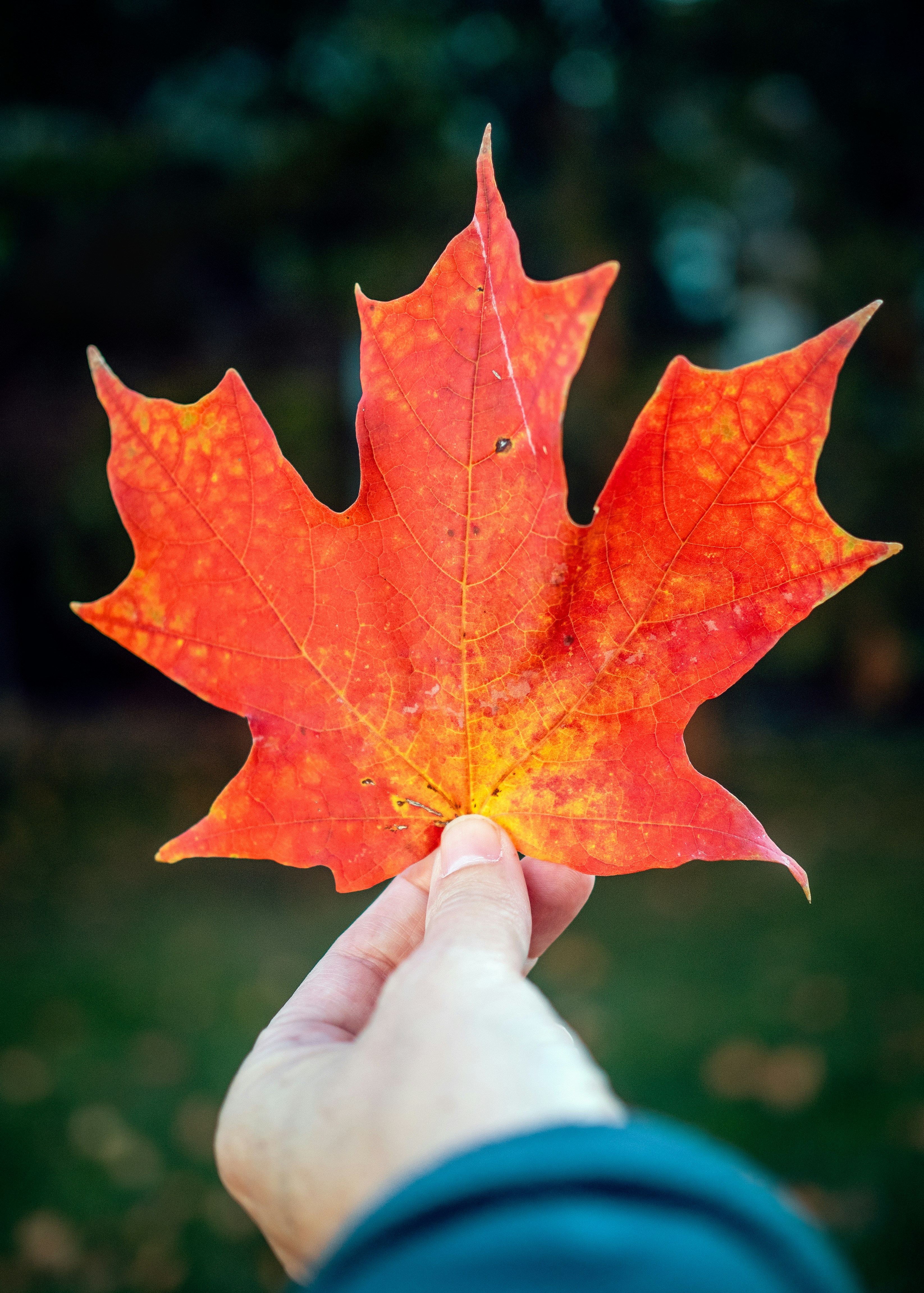 赤い葉の写真 Unsplashで見つけるユニバーシティシティの無料写真