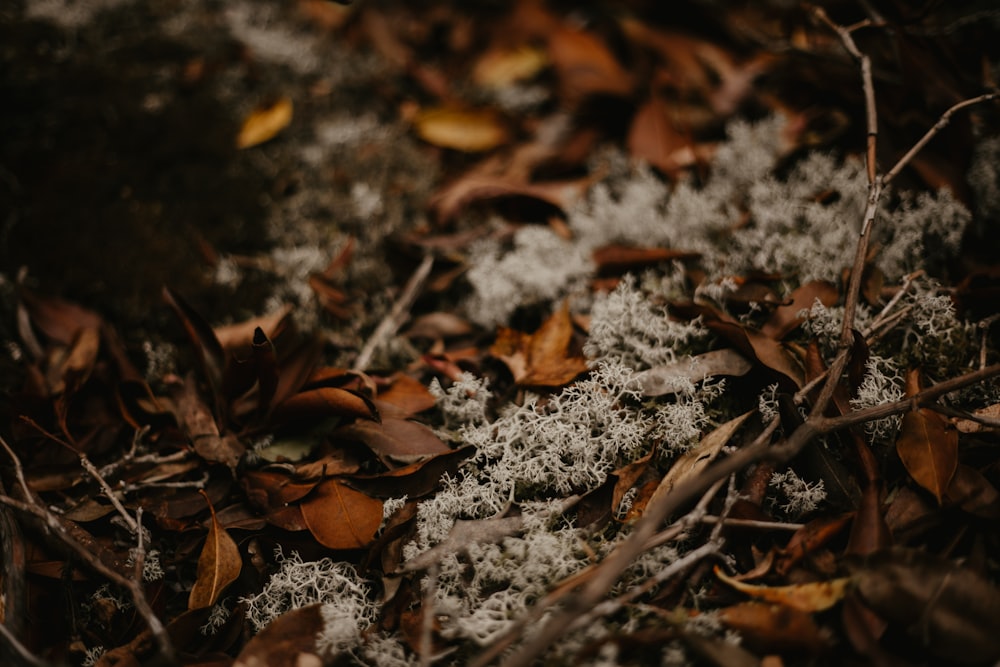 dried leaves on ground