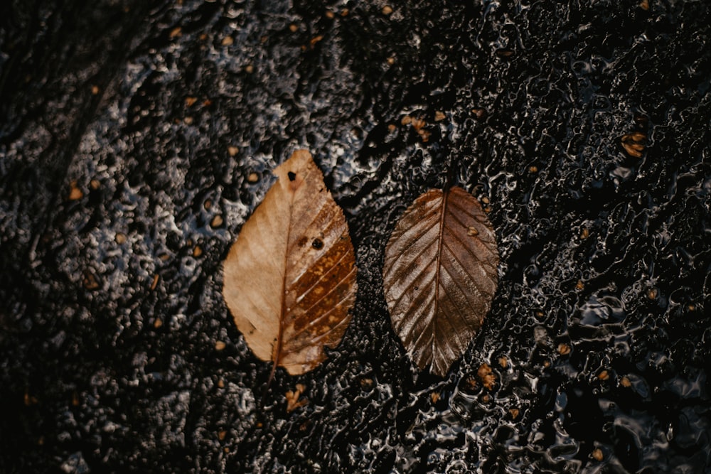 shallow focus photo of two dried leaves