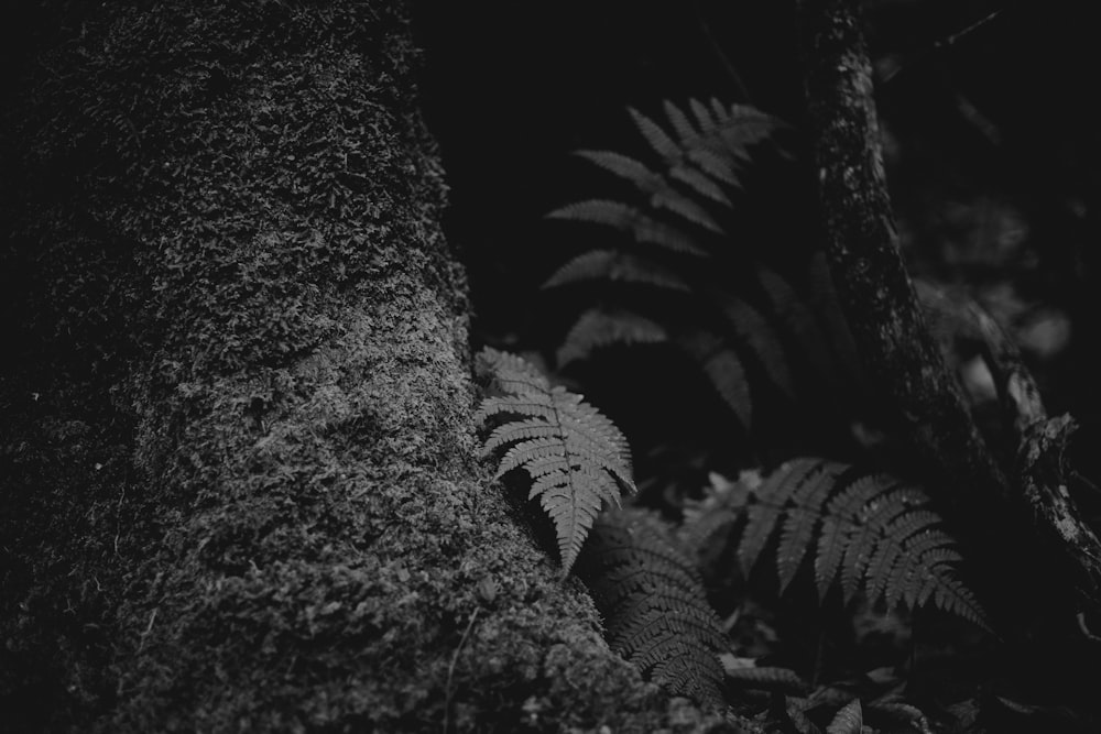 grayscale photography of fern plant beside tree roots