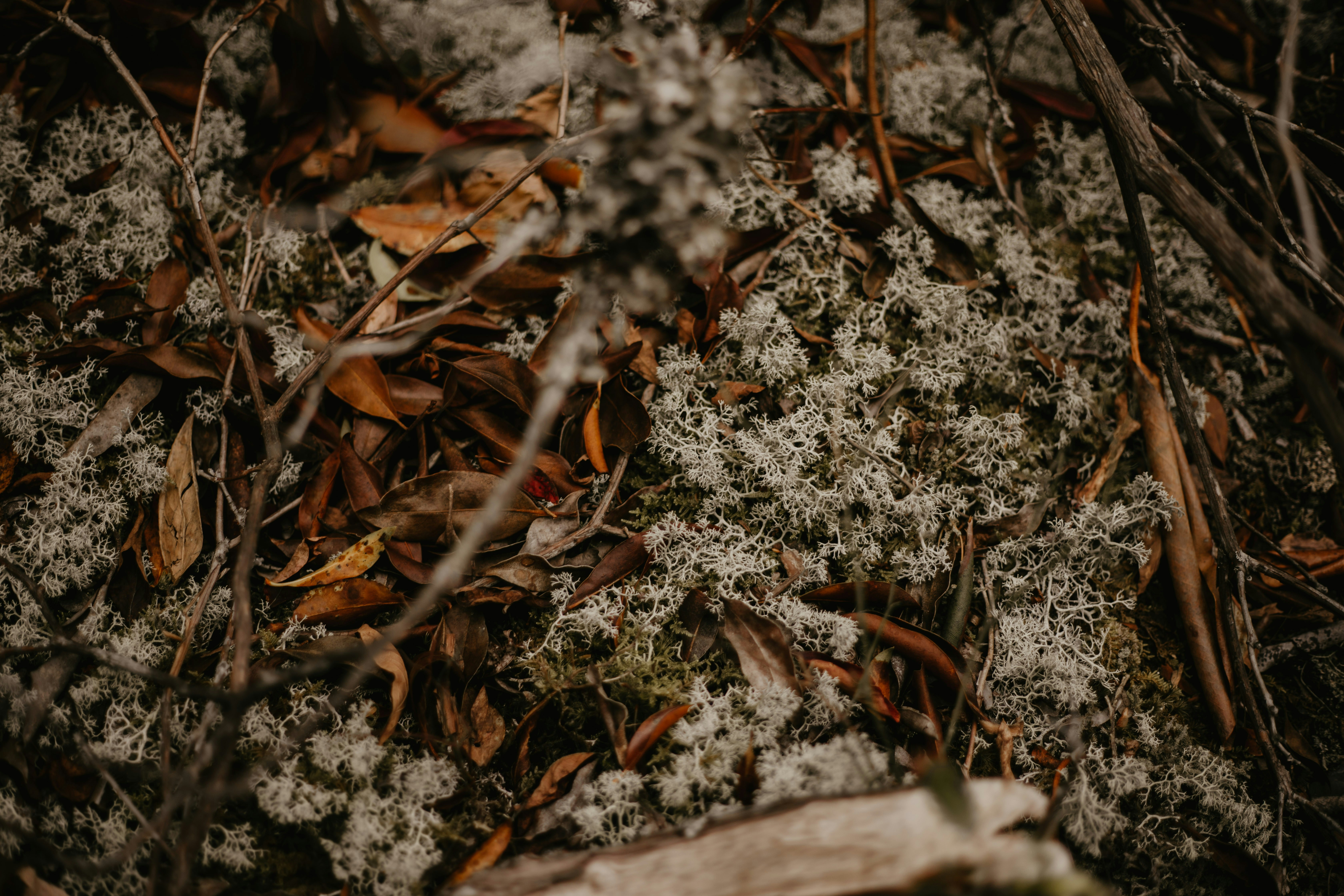 Photo by petalandivy