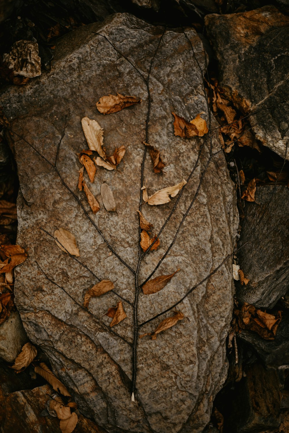 fallen brown leaves on gray rock