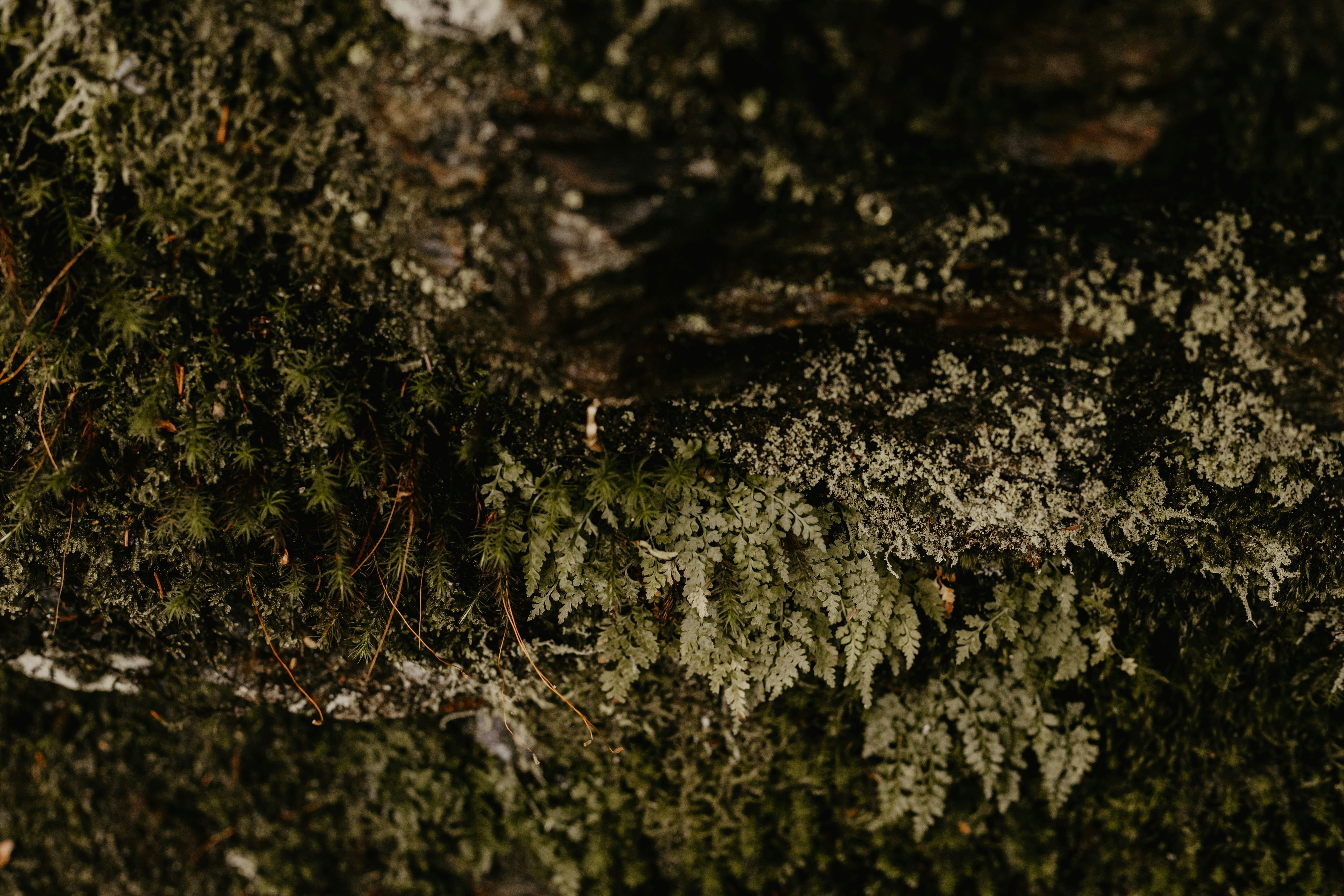 Photo by petalandivy